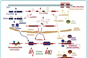 非编码RNA:microRNA和lncRNA检测