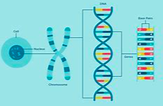 肝细胞癌2024.V1_EN
